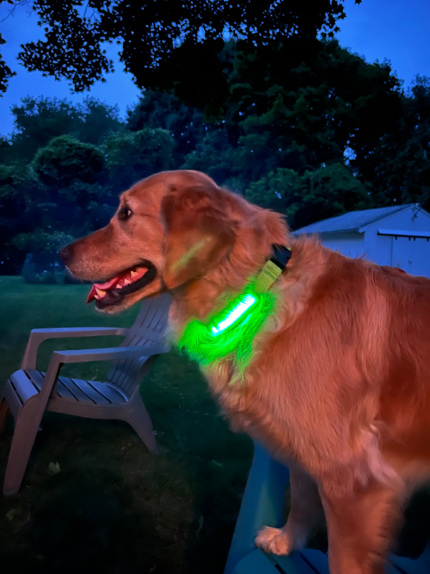 Light up pet collars with AirTag holder by Lumipawz